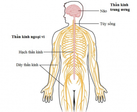 Điều Trị Đau Thần Kinh Ngoại Biên Hiệu Quả